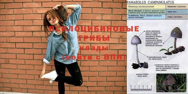 шишки Надым